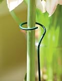Amaryllis Stakes, Set of 2