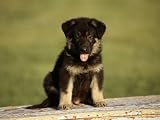41mkgQzZ1TL. SL160  German Shepherd Poster