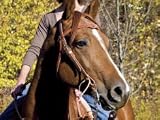 Weaver Leather B/BAND HEADSTALL,FRONTR SPIRIT