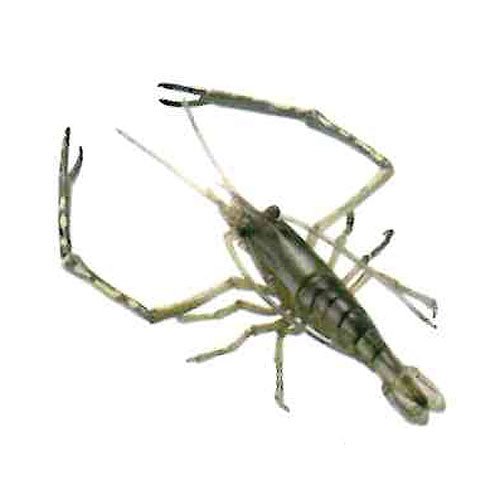 カプセルQミュージアム 日本の動物コレクション IV 四国/最後の清流の郷 【31.ミナミテナガエビ】(単品) カプセルQミュージアム 日本の動物コレクション IV 四国/最後の清流の郷 【31.ミナミテナガエビ】(単品)