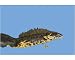 Photographic Print of Great-Crested Newt - male from Ardea