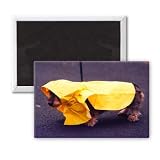 Dog jacket - 3x2 inch Fridge Magnet - large magnetic button - Magnet
