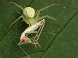A Crab Spider, Thomisus Species, with Cricket Prey in Its Grip Artists Photographic Poster Print, 18x24