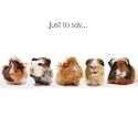 The Crazy Gang Guinea Pig Blank Card
