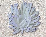 Natures Image No. 39C Anemone White 5.5 in x 5 in x 3 in Radianthys Coral Reproduction