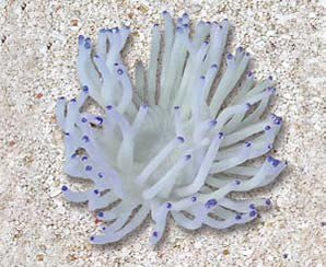 Natures Image No. 39C Anemone White 5.5 in x 5 in x 3 in Radianthys Coral Reproduction