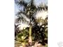 Flamingo Plants & Seeds ROYSTONEA REGIA Cuban Royal Palm 1000 seeds