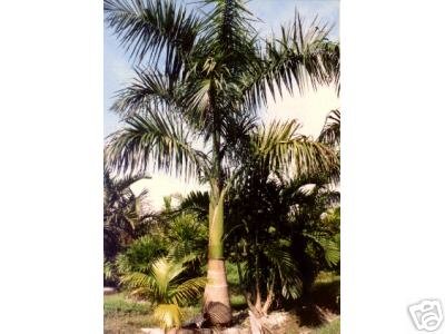 Flamingo Plants & Seeds ROYSTONEA REGIA Cuban Royal Palm 1000 seeds