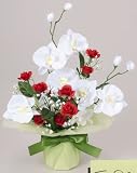 ���G�}�A�[�g�t�����[�@�u���C�g�R�`���E�����`�Q�R�O�P�|�R�O�@