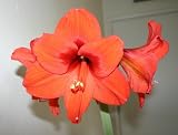 Amaryllis Orange Sovereign