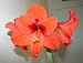 Amaryllis Orange Sovereign