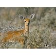Female Steenbok (Raphicerus Campestris), Etosha National Park, Namibia, Africa Photographic Poster Print by Steve & Ann Toon, 12x9
