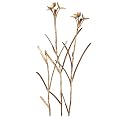 Iris Stems Iron Wall Decor