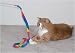 Pet Supplies : Cat Charmer
