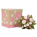 The Baby Bunch Organic Bunch Blush 0 to 6 Months