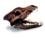 Dire Wolf Skull Tarpit Finish
