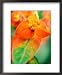 Euphorbia Griffithii Fireglow, Close-up of Orange Flower Bract Framed Art Poster Print by Lynn Keddie, 18x22