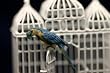 Dollhouse Miniature Blue Macaw in Painted Resin