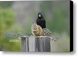 Say Cheese Canvas Print / Canvas Art - Artist Donna Blackhall
