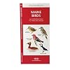 Maine Birds: An Introduction to Familiar Species (State Nature Guides)