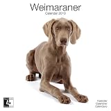 Weimaraner 2010 Wall Calendar AP30474