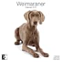 Weimaraner 2010 Wall Calendar AP30474