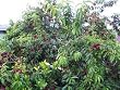 Arctic Glo Nectarine Tree Potted Five Gallon