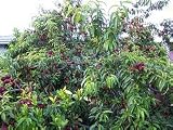 Arctic Glo Nectarine Tree Potted Five Gallon