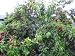 Arctic Glo Nectarine Tree Potted Five Gallon
