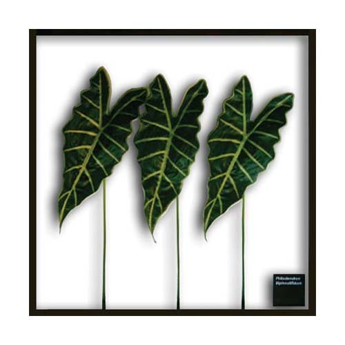 《リーフパネル》Alocasia Amazonica(アロカシア アマゾニカ)