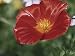 Close-Up of a California Poppy Flower (Eschscholzia Californica) Photographic Poster Print by A. Moreschi, 18x24