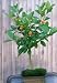 Bonsai Boy's Flowering Tangerine Citrus Bonsai Tree - Seedless kishu mandarin