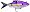 Chartreuse Purple Shad