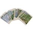 Cezanne in Provence Boxed Cards - 20 notecards Envelopes