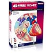 VISIBLE HEART ANATOMY KIT