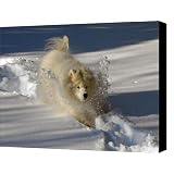 Snowplow Canvas Print / Canvas Art - Artist Lois Bryan