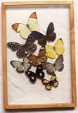 World Buyers - 9 Butterflies In Flight