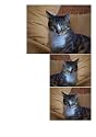 Siwo - Design Katzen Fliesen Dekoration (407)
