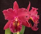 Blc Chia Lin 'New City' AM/AOS, JPG x Blc Eagle Island 'Sangria' AM/AOS