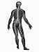 Central and Peripheral Nervous System Photographic Poster Print, 12x16