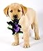 goDog 770971 Dragons With Chew Guard Technology Tough Plush Dog Toy, Small Black