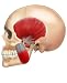 The Intelligent Body: TMJ Program