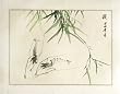 Chinese Sumi-e Brush Painting Art, Watercolor on Paper - Shrimp