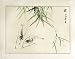 Chinese Sumi-e Brush Painting Art, Watercolor on Paper - Shrimp