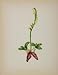 1902 Botanical Print Fragrant Lady's Tresses Flower - Original Print