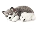 Perfect Petzzz Alaskan Husky
