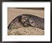 A male northern elephant seal rests in the sand Framed Art Poster Print by Roy Toft, 22x18