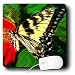 Dinzas Art Animals - Butterfly - Mouse Pads