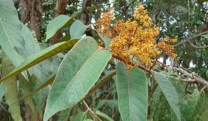 HerbalFlameTM Cumala Bark Powder (virola theiodora) 50g