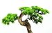 Grow Your Own Bonsai Tree